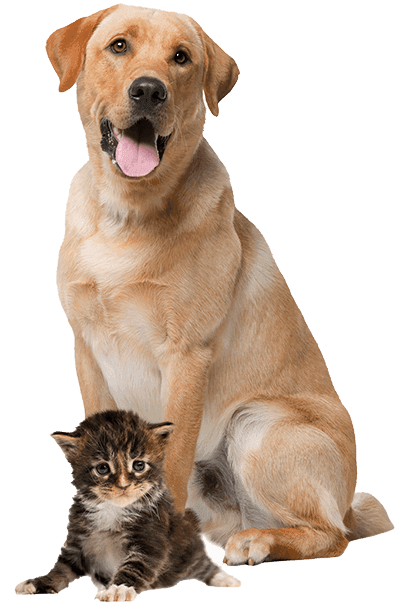 Veterinar Militari Residence